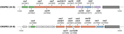 Enzymatic properties of CARF-domain proteins in Synechocystis sp. PCC 6803